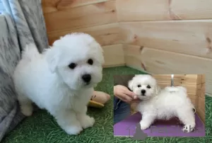 Photos supplémentaires: Adorables chiots Bichon Frise prêts à emménager dans une nouvelle maison