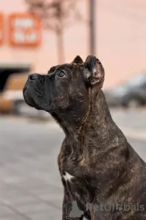 Photo №3. chiots cane corso. Fédération de Russie