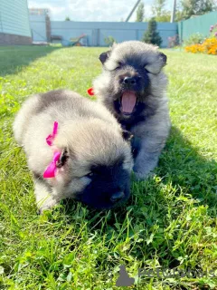 Photos supplémentaires: Chiots Keeshond (Wolfspitz)