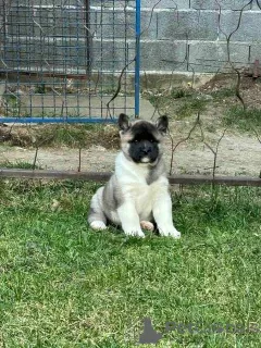 Photos supplémentaires: Akita américain, TOP chiots