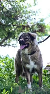 Photos supplémentaires: Agent de sécurité Alpha Caucasian Shepherd mix. Vous cherchez une maison!