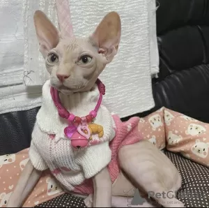 Photo №1. sphynx - à vendre en ville de Sydney Olympic Park | 750€ | Annonce № 25621