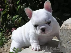 Photo №4. Je vais vendre bouledogue en ville de Штутгарт. annonce privée - prix - 404€