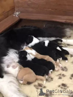 Photos supplémentaires: Chiots border collie, le chien le plus intelligent du monde