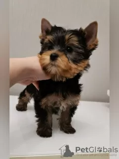 Photo №4. Je vais vendre yorkshire terrier en ville de Ufa. annonce privée, éleveur - prix - 553€