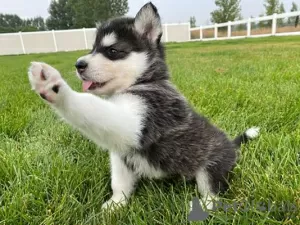 Photo №1. alaskan klee kai, malamute de l'alaska - à vendre en ville de Афины | 400€ | Annonce №44912