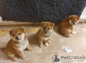 Photo №1. shiba - à vendre en ville de Eindhoven | 390€ | Annonce №45626