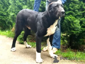 Photos supplémentaires: Chiot du chien de berger d'Asie centrale / CAO / Alabai