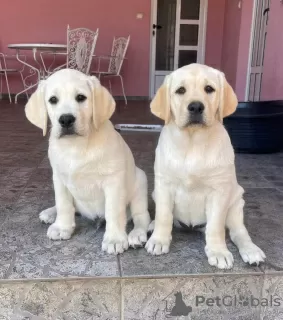 Photos supplémentaires: Chiots labrador retriever