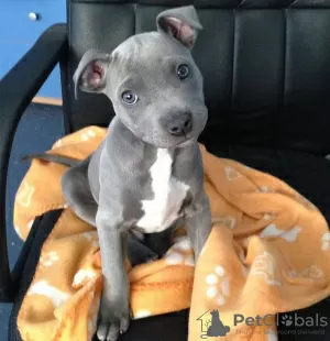 Photo №1. american pit bull terrier - à vendre en ville de Tallinn | négocié | Annonce №124968