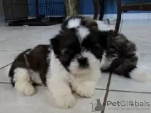 Photo №1. shih tzu - à vendre en ville de Inari | négocié | Annonce №55302