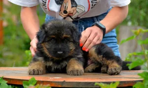 Photo №2 de l'annonce № 6697 de la vente berger allemand - acheter à Ukraine éleveur