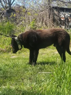 Photo №3. Je vais donner le chien entre de bonnes mains.. Fédération de Russie