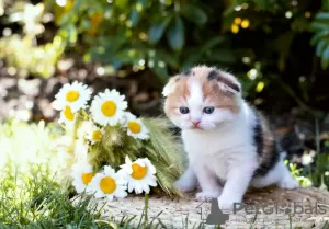 Photo №1. scottish fold - à vendre en ville de Рускеала | Gratuit | Annonce № 12214