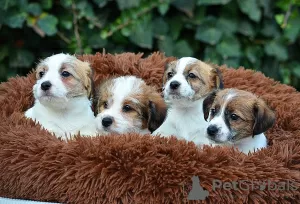 Photos supplémentaires: Chiots Jack Russell à vendre