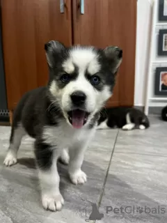 Photo №3. Chiot Husky Sibérien. L'Autriche