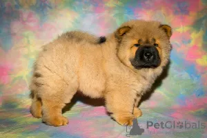 Photos supplémentaires: Chiots Chow Chow