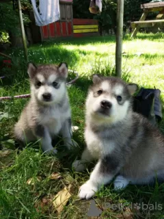 Photo №1. malamute de l'alaska - à vendre en ville de Heidelberg | 400€ | Annonce №127287