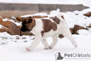 Photos supplémentaires: Chiot Akita américain