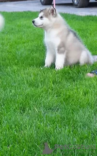 Photo №1. malamute de l'alaska - à vendre en ville de Луцк | 1507€ | Annonce №7656