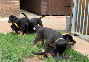 Photo №3. Magnifiques chiots Rottweiler mâles et femelles disponibles. USA