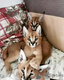 Photos supplémentaires: magnifique chatons caracal , serval et savannah disponibles