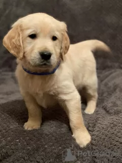 Photo №3. Chiots Golden Retriever. Irlande