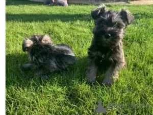 Photo №1. schnauzer miniature - à vendre en ville de Auckland | 500€ | Annonce №57005