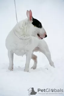 Photo №1. bull terrier - à vendre en ville de Vilnius | 1500€ | Annonce №9806