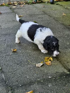 Photo №2 de l'annonce № 126815 de la vente caniche royale - acheter à Belgique éleveur