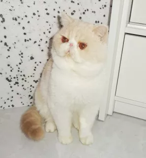 Photo №1. exotic shorthair - à vendre en ville de Kaliningrad | Négocié | Annonce № 5569