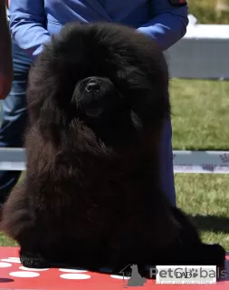 Photo №4. Je vais vendre chow-chow en ville de Belgrade. éleveur - prix - négocié