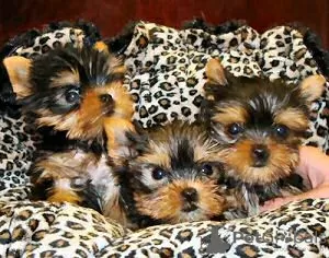 Photo №1. yorkshire terrier - à vendre en ville de Jeddah | négocié | Annonce №20948