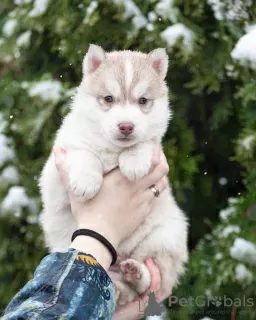 Photo №2 de l'annonce № 31091 de la vente husky de sibérie - acheter à Ukraine de la fourrière, éleveur