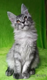 Photo №4. Je vais vendre maine coon en ville de Barnaul. de la fourrière - prix - négocié