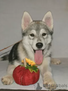 Photo №4. Je vais vendre husky de sibérie en ville de Москва. de la fourrière - prix - 1232€