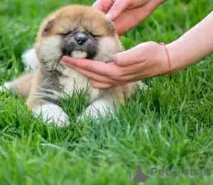 Photo №1. akita (chien) - à vendre en ville de Minsk | négocié | Annonce №19420