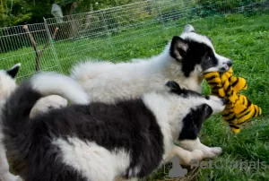 Photos supplémentaires: Belle femelle - laika yakoutienne