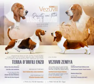 Photo №4. Je vais vendre basset hound en ville de Nizhny Novgorod. de la fourrière - prix - Négocié