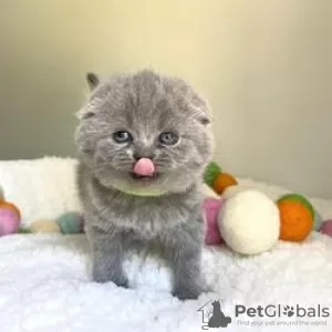 Photo №1. scottish fold - à vendre en ville de Kharkov | 200€ | Annonce № 109372