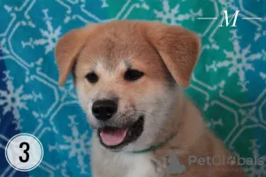 Photos supplémentaires: Chiots Akita inu. Akita japonais