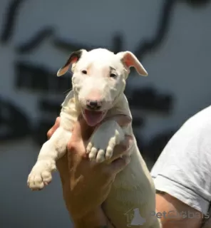 Photo №2 de l'annonce № 120669 de la vente bull terrier - acheter à Serbie éleveur