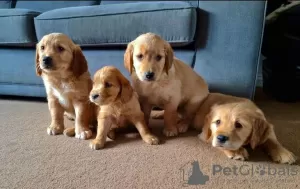 Photo №1. golden retriever - à vendre en ville de Saint-Pétersbourg | 300€ | Annonce №37094