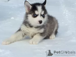 Photo №2 de l'annonce № 9373 de la vente husky de sibérie - acheter à Fédération de Russie de la fourrière