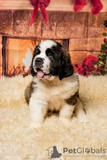 Photo №1. saint-bernard - à vendre en ville de Vilnius | 350€ | Annonce №36078