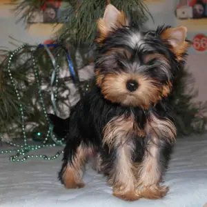 Photo №2 de l'annonce № 3073 de la vente yorkshire terrier - acheter à Fédération de Russie de la fourrière