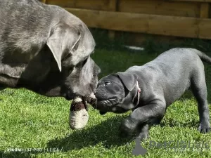 Photo №2 de l'annonce № 126584 de la vente cane corso - acheter à Allemagne annonce privée