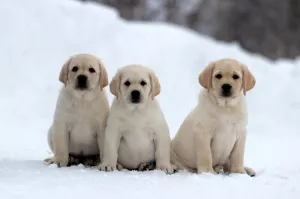 Photo №4. Je vais vendre labrador retriever en ville de Novosibirsk. de la fourrière - prix - 288€