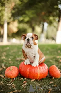 Photo №3. Chiots bouledogue anglais à vendre. Fédération de Russie