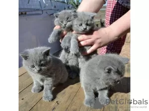 Photo №1. british shorthair - à vendre en ville de Ливерпуль | négocié | Annonce № 25505